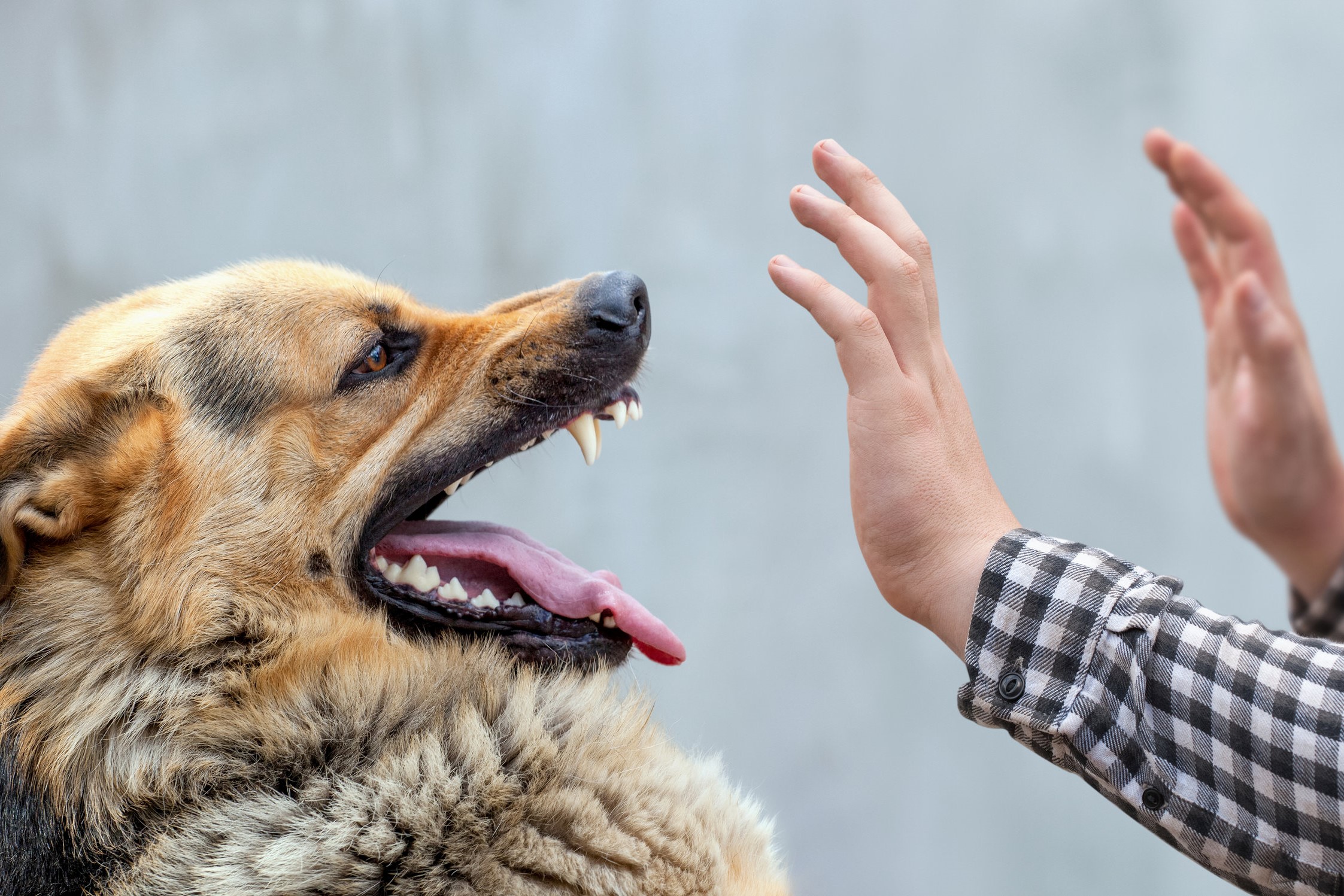 do i need a tetanus shot for a small dog bite